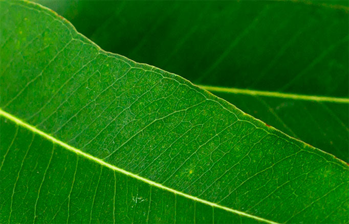 Thujene - Nature's Aromatic Gem